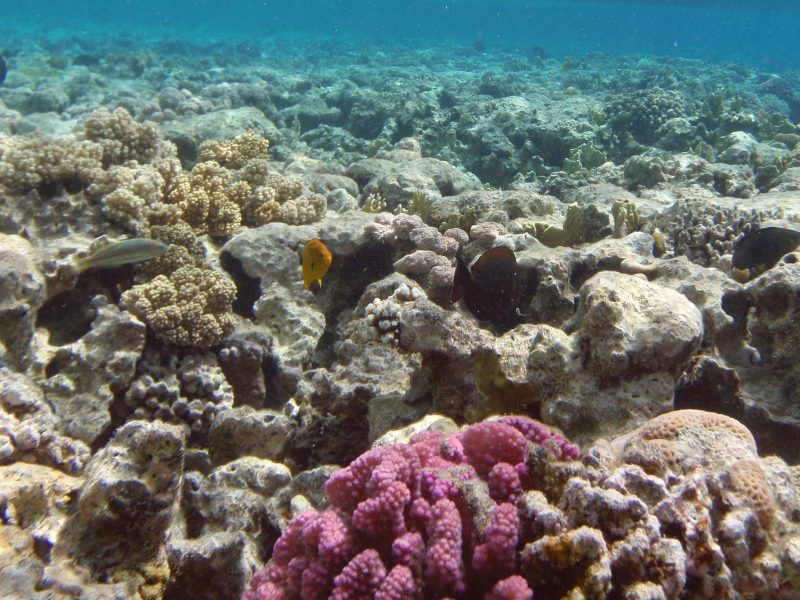 Misr + Sharm El Sheikh Group Tour
